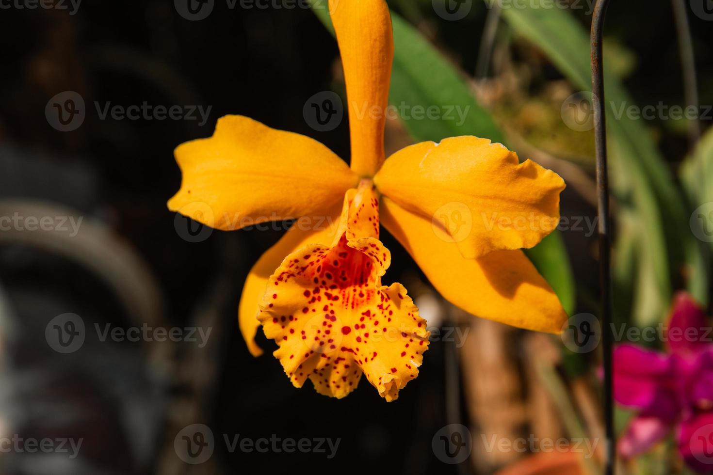 Photo of orchid flower blooming in the garden