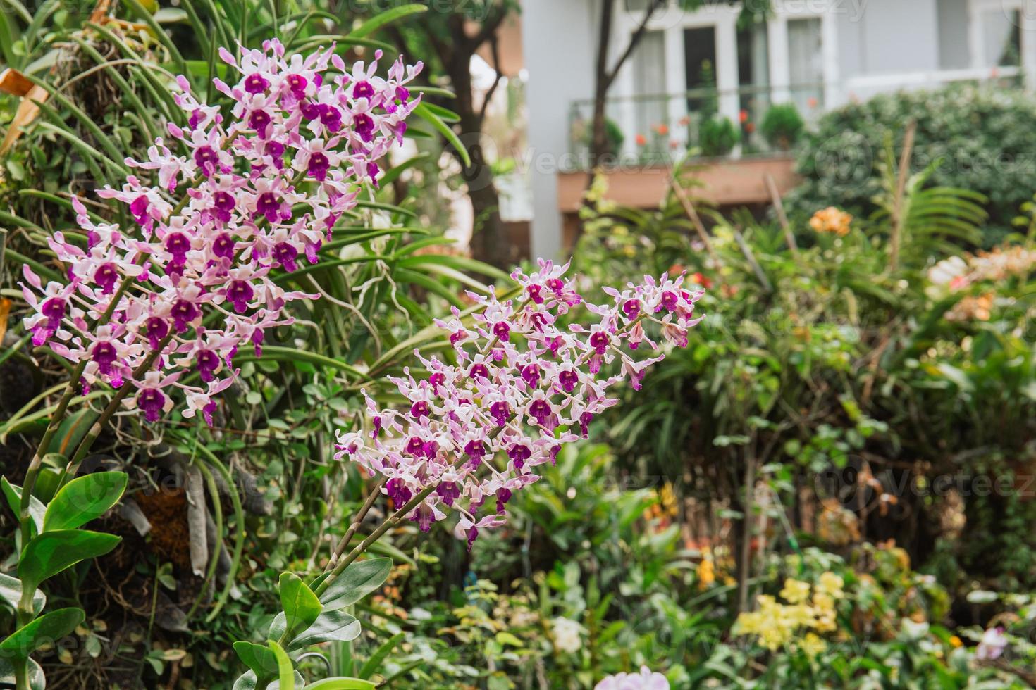 Photo of orchid flower blooming in the garden