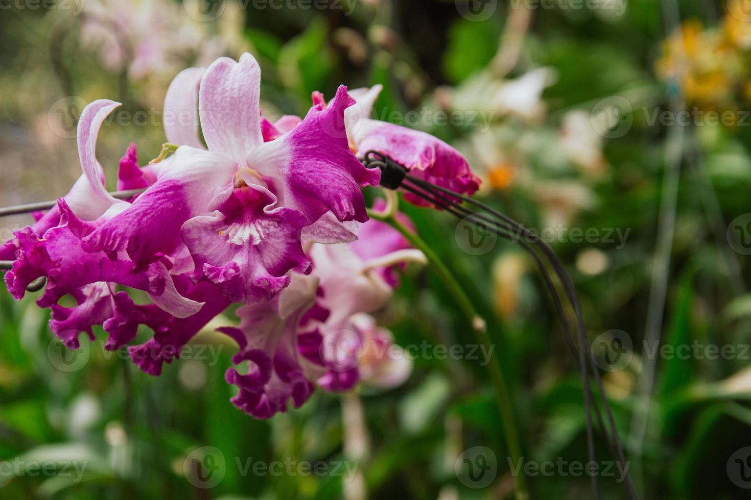 Photo of orchid flower blooming in the garden