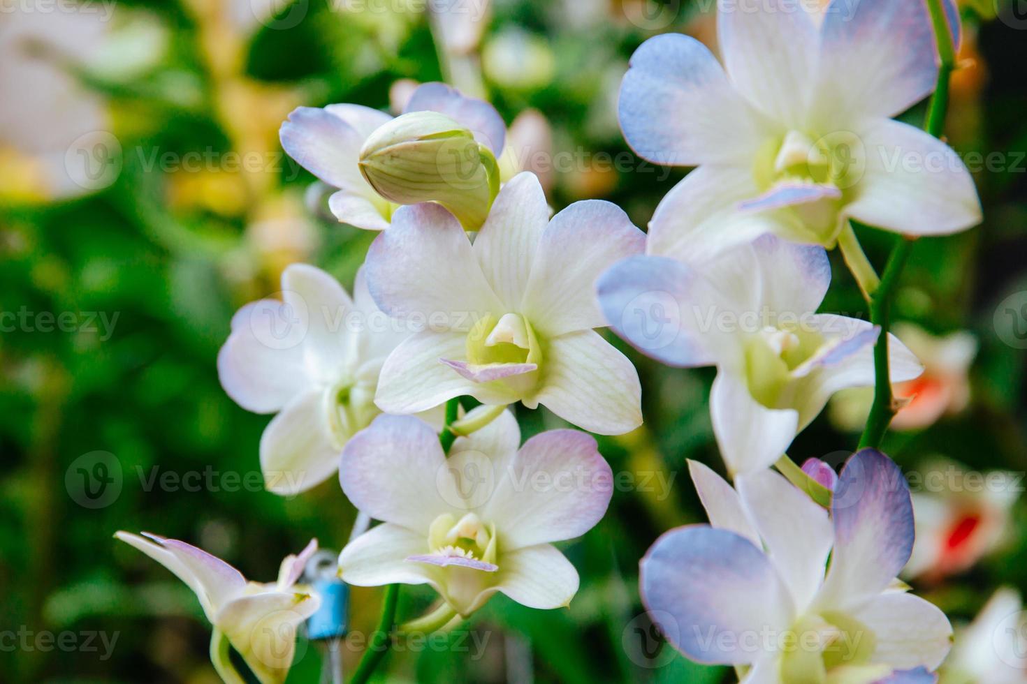 Photo of orchid flower blooming in the garden