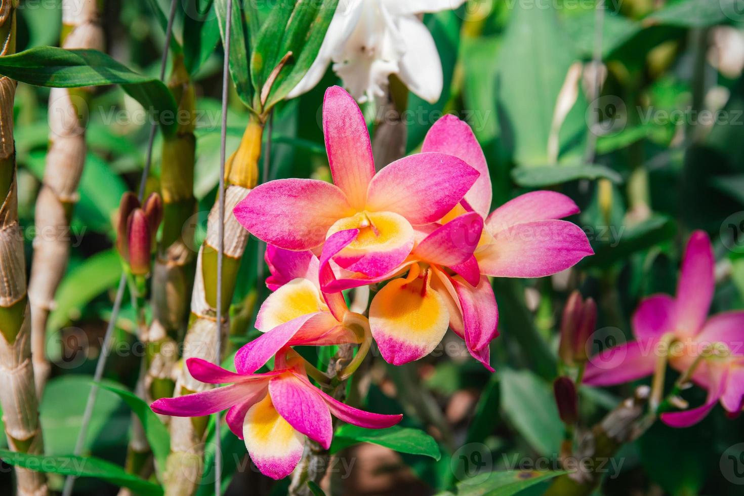 Photo of orchid flower blooming in the garden