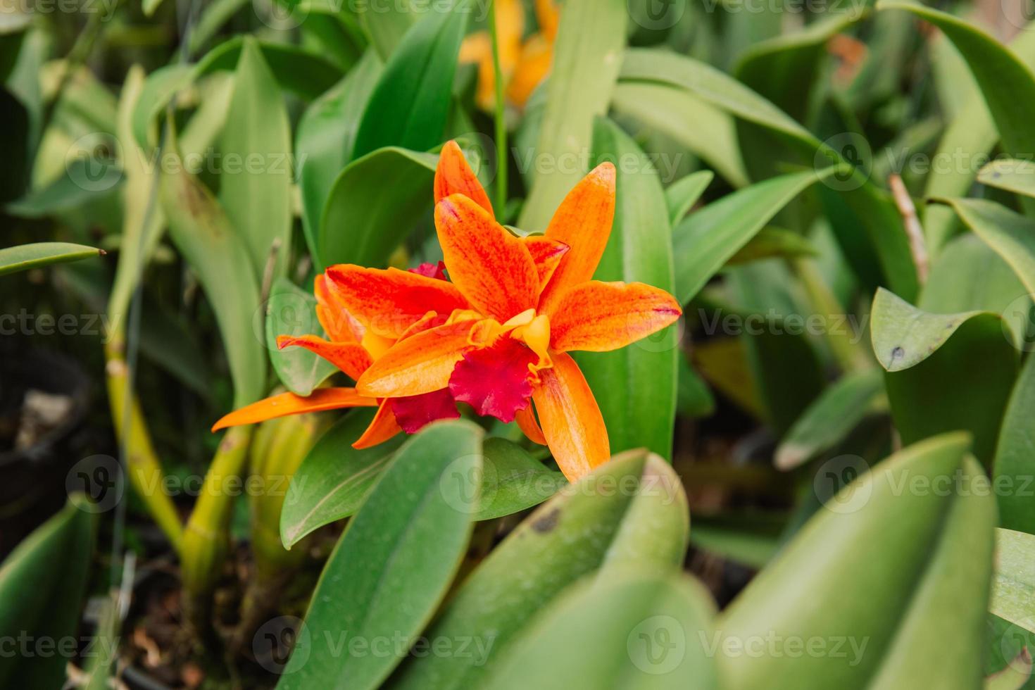 Photo of orchid flower blooming in the garden