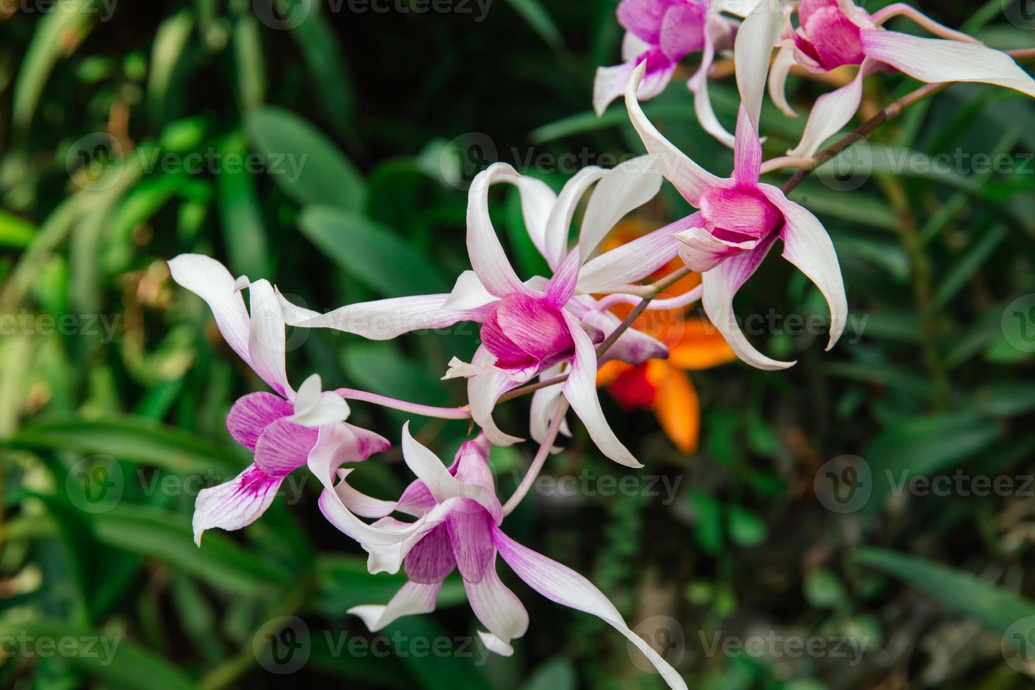Photo of orchid flower blooming in the garden
