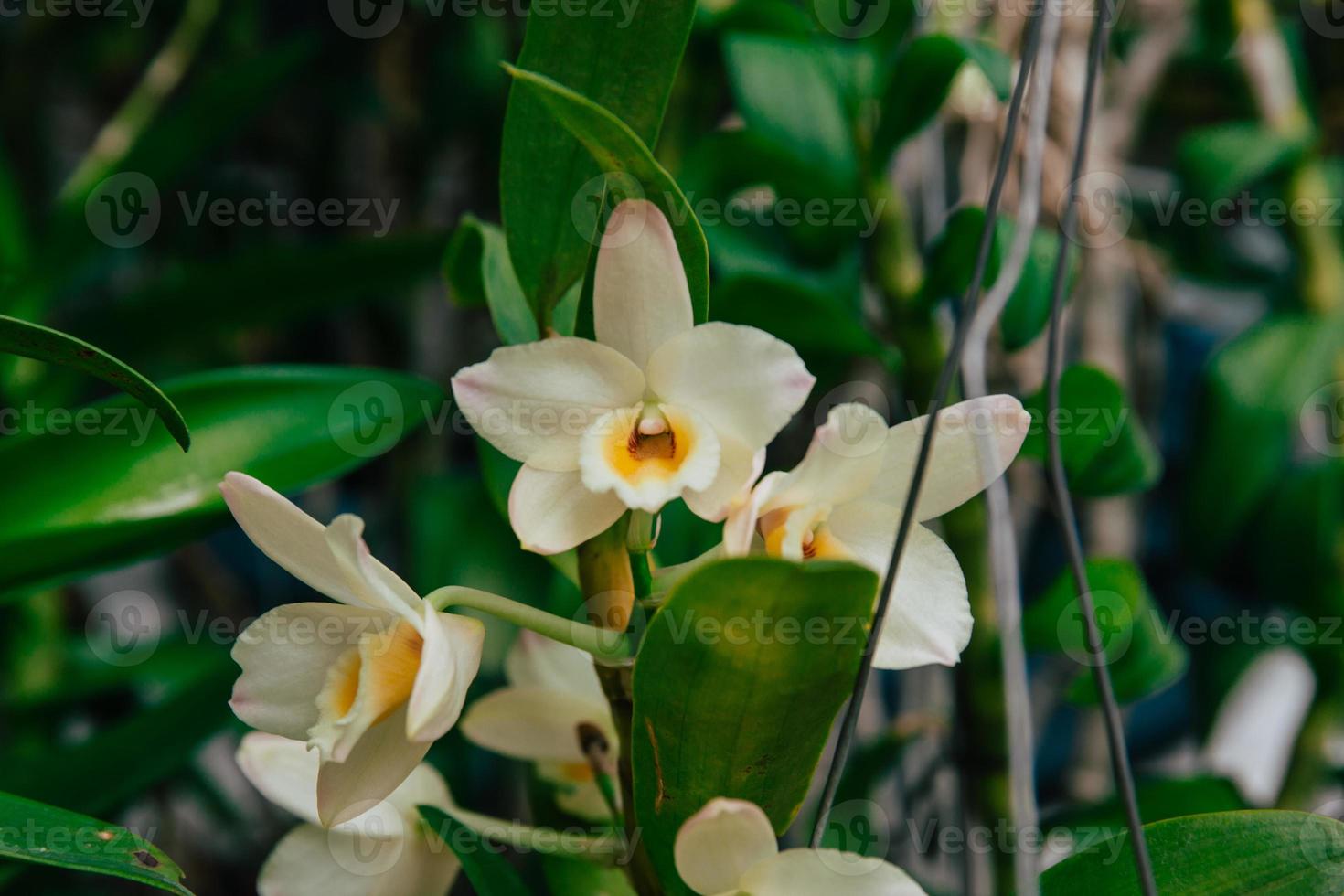 Photo of orchid flower blooming in the garden