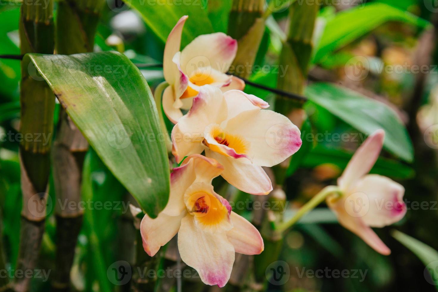 Photo of orchid flower blooming in the garden