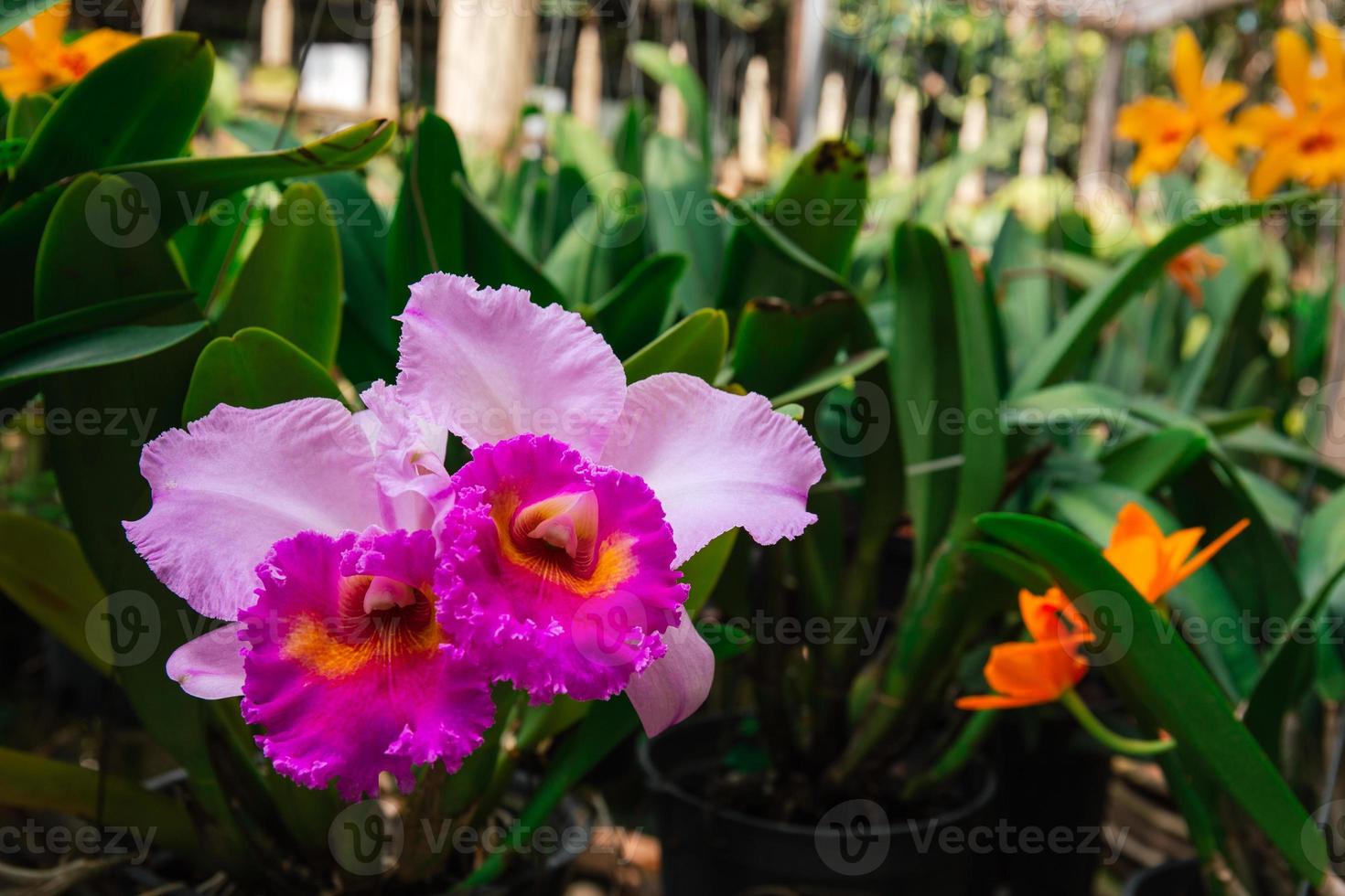 Photo of orchid flower blooming in the garden