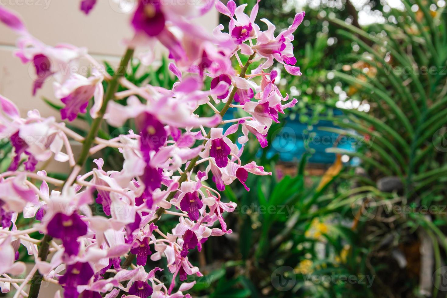 Photo of orchid flower blooming in the garden