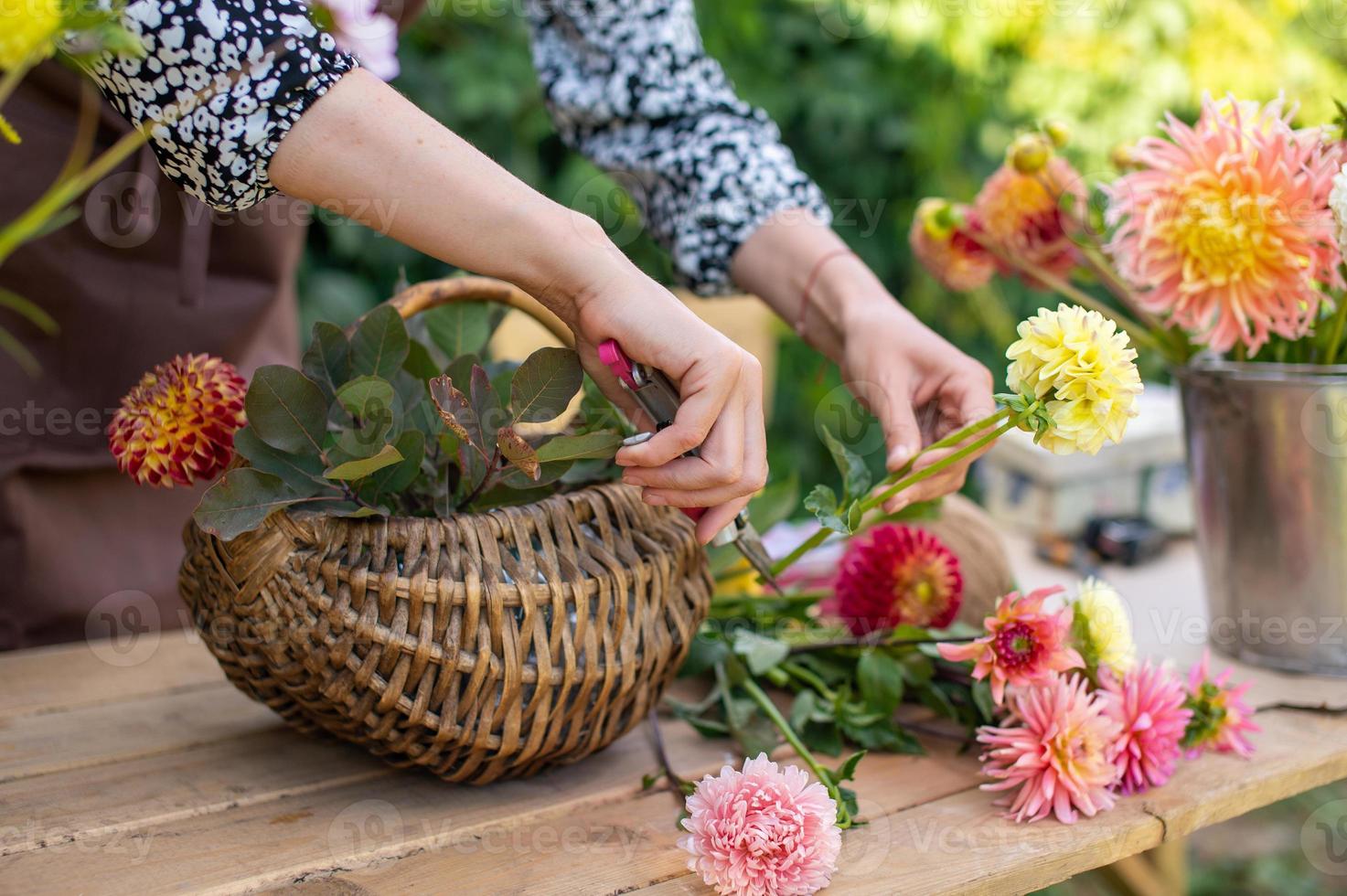 el florista hace un ramo de flores en un cesta de dalias y ásteres foto