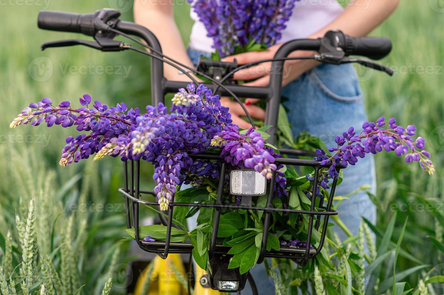 A cute girl is standing with a bouquet of lupines in a field near a bicycle photo