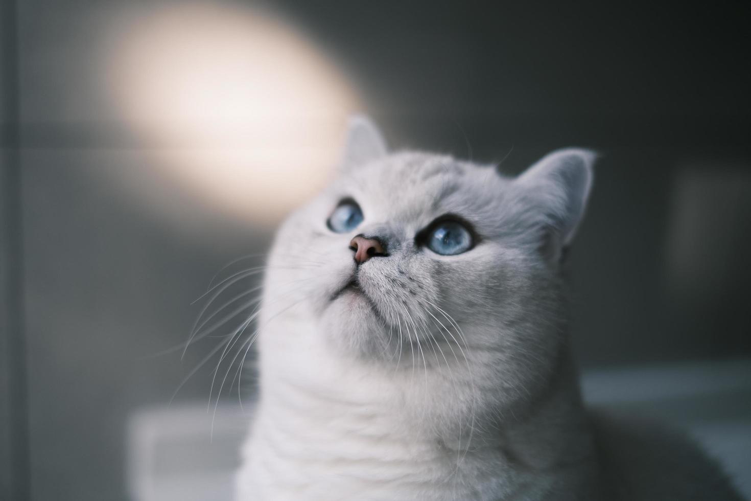 Portrait of white silver point cat looking up photo