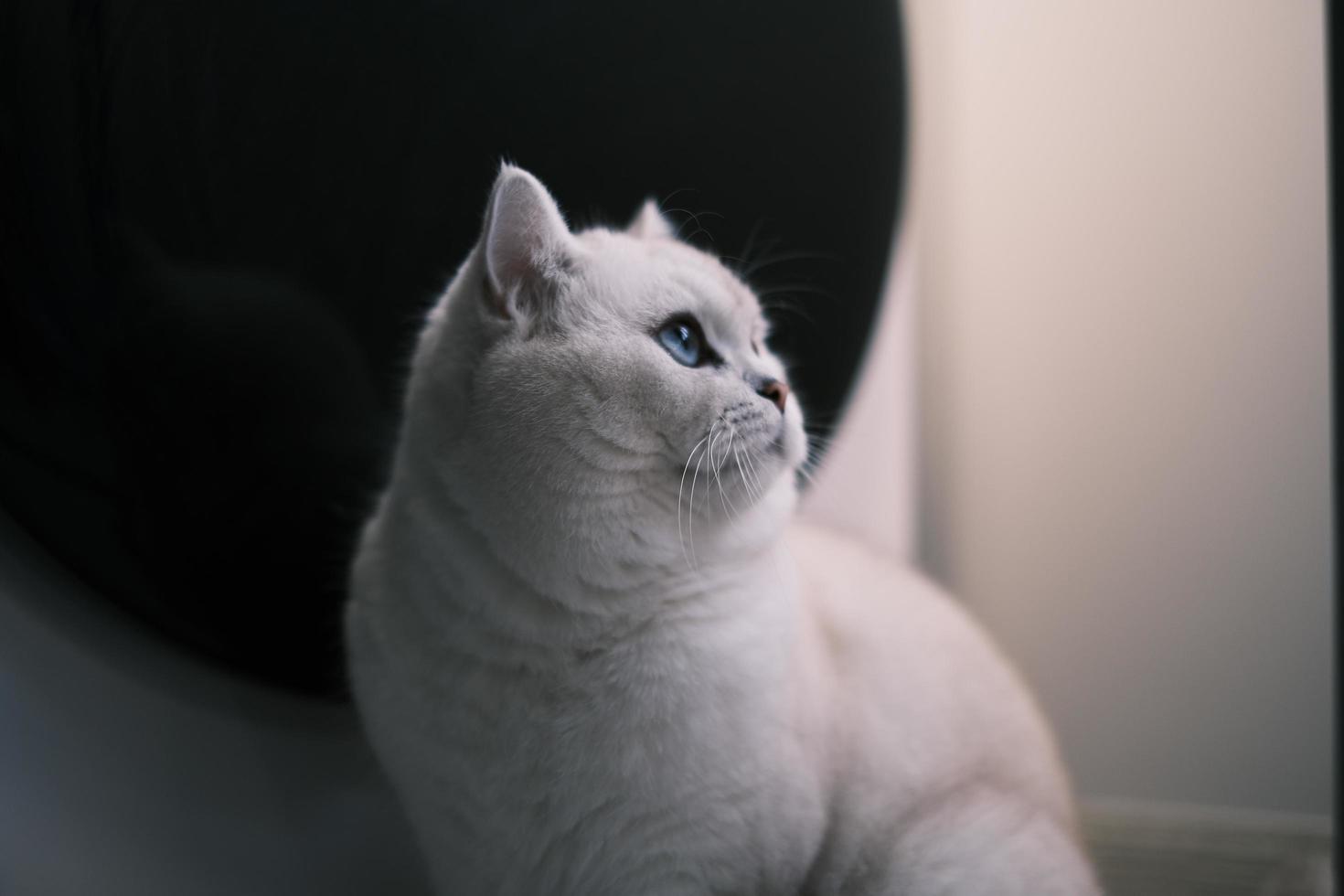 Portrait of white silver point cat looking up photo