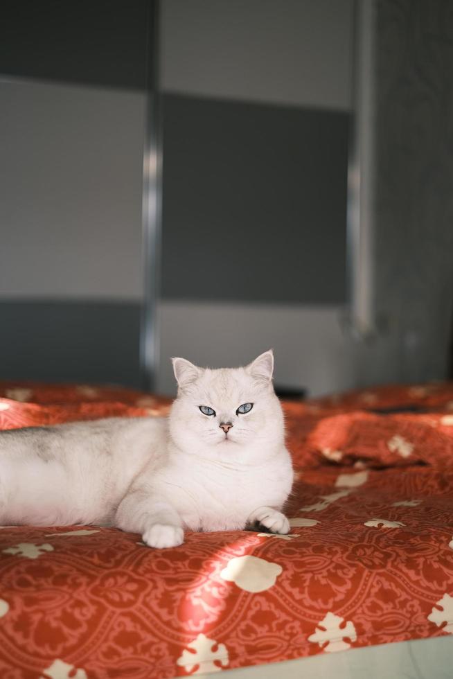 Portrait of white silver point cat looking up photo