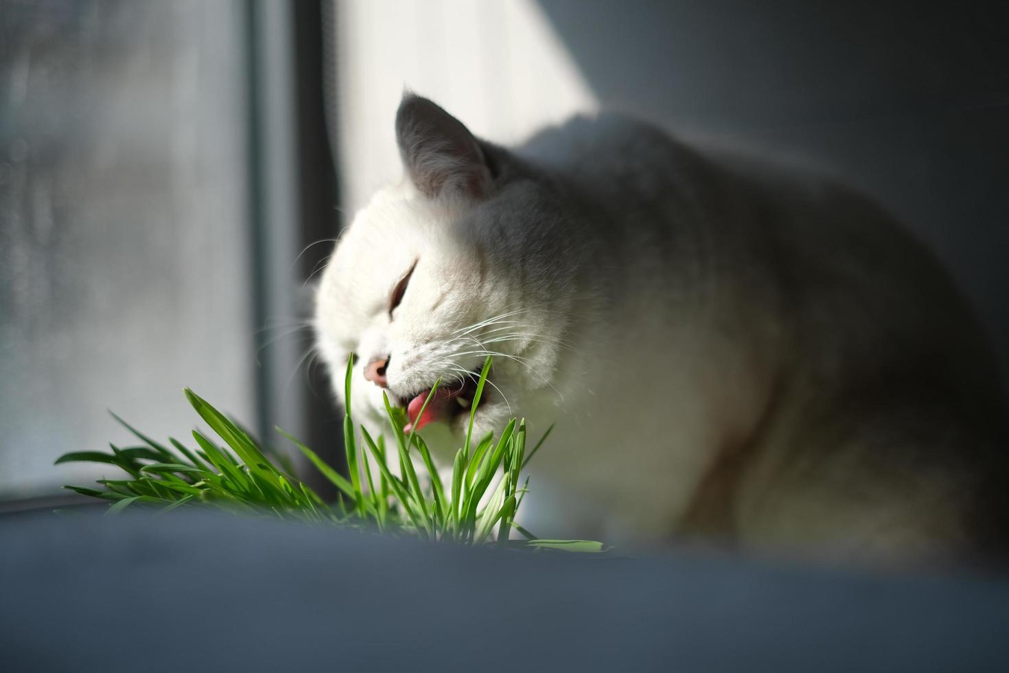 A white kitten eating cat grass photo
