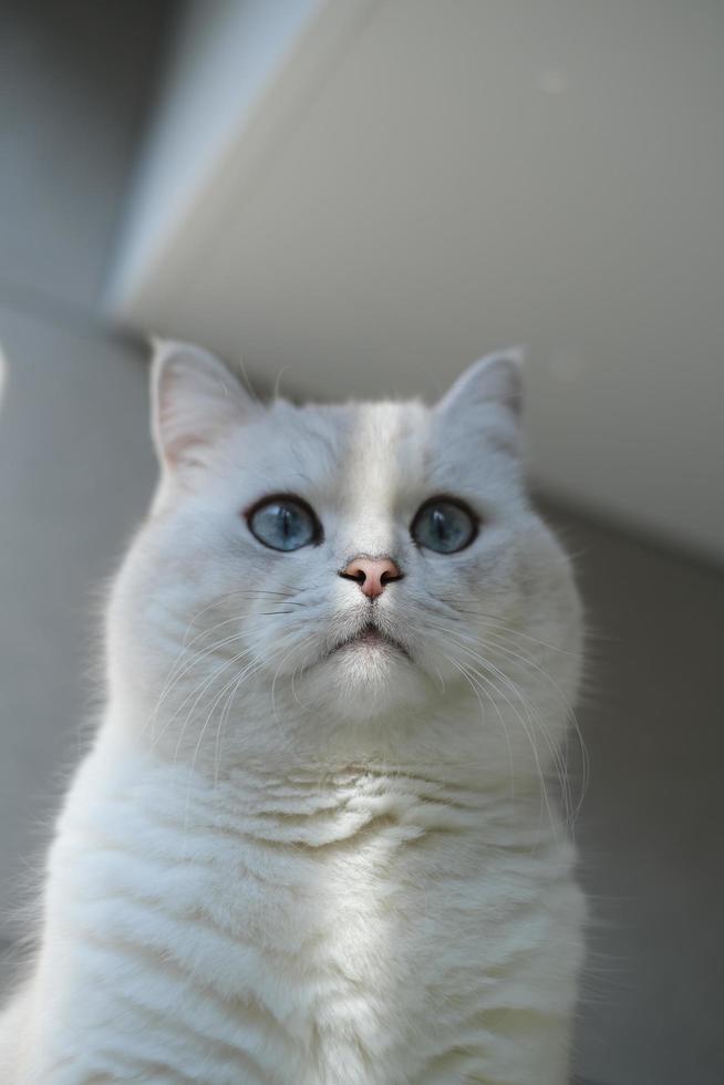 Portrait of white silver point cat looking up photo