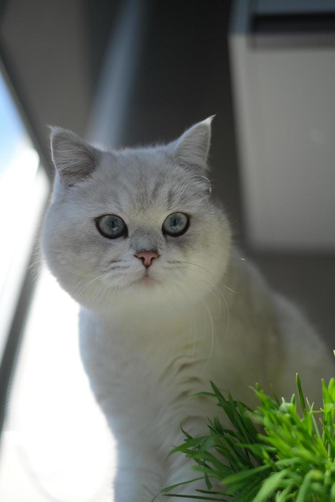 Portrait of white silver point cat looking up photo