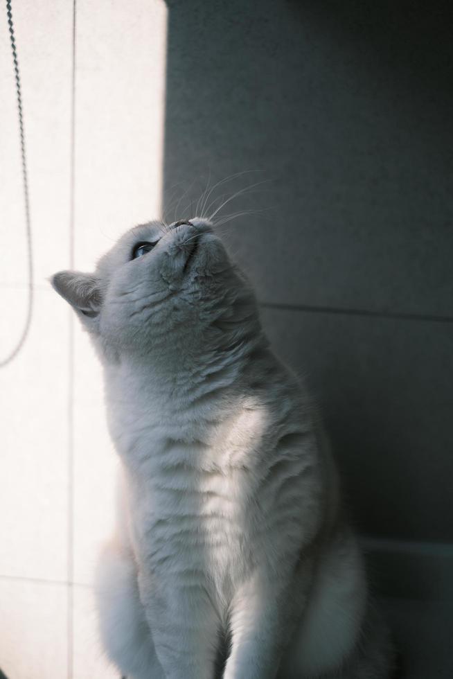 Portrait of white silver point cat looking up photo