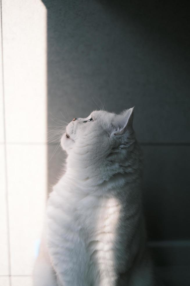 Portrait of white silver point cat looking up photo