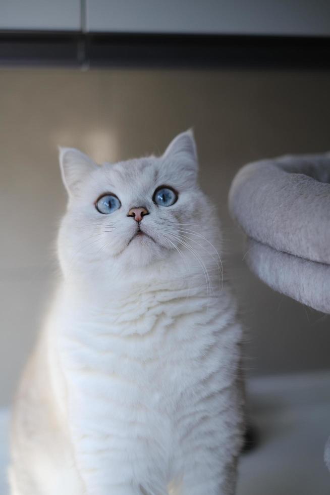 Portrait of white silver point cat looking up photo