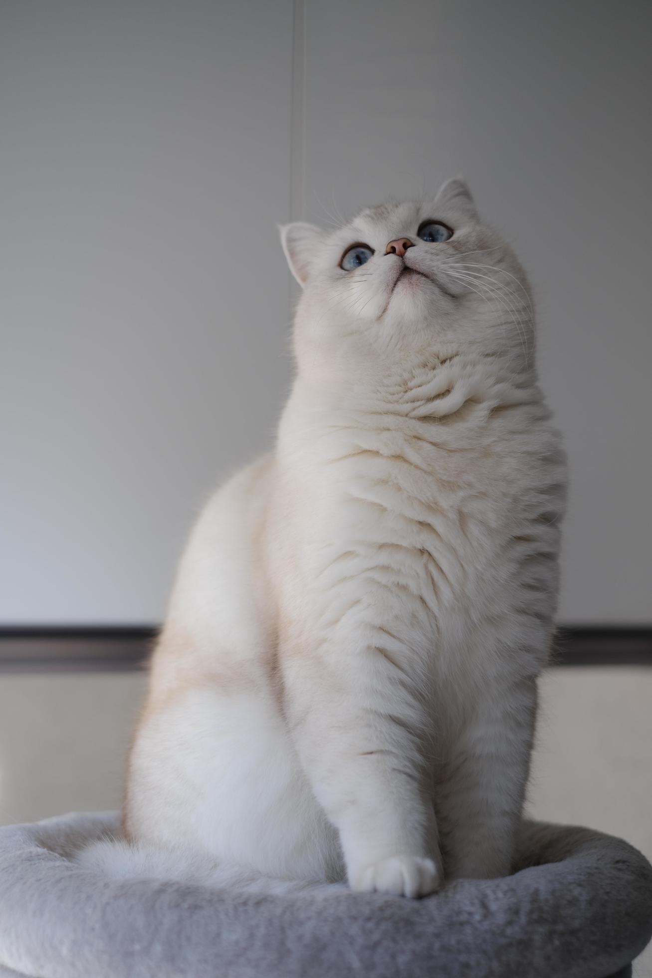 Portrait of white silver point cat looking up 21035332 Stock Photo at ...