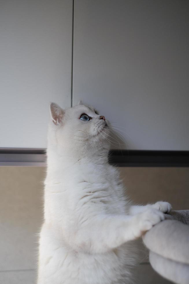 Portrait of white silver point cat looking up photo