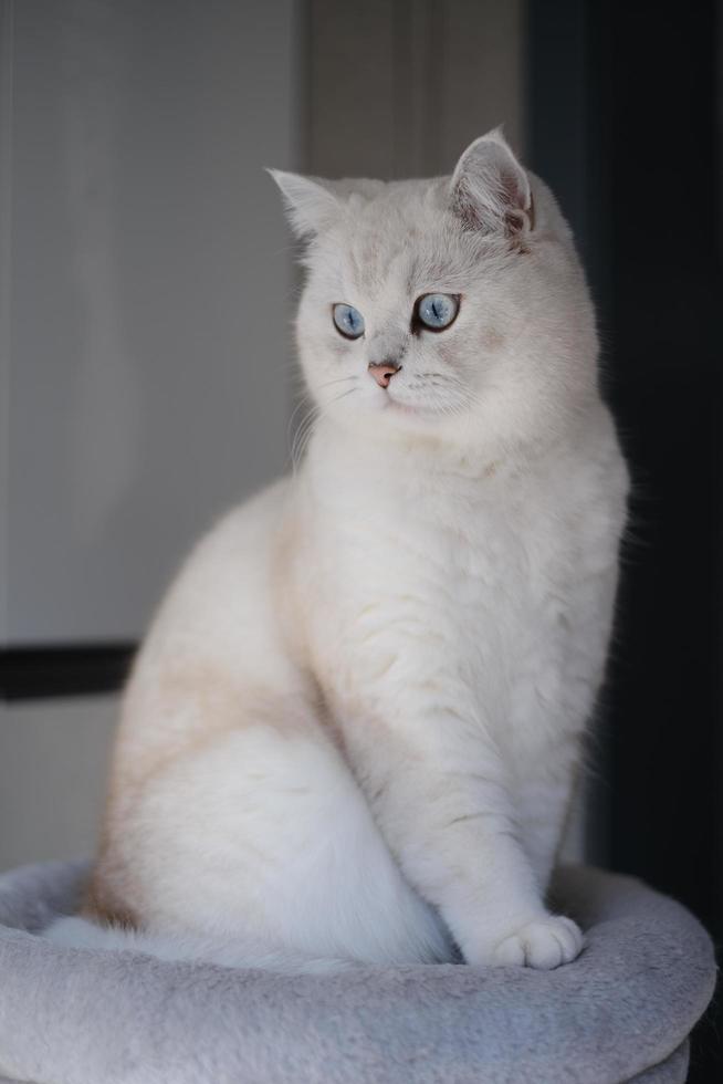 Portrait of white silver point cat looking up photo