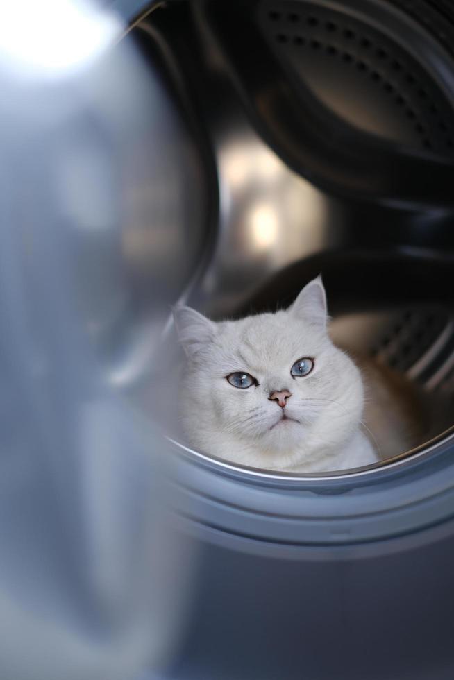 Portrait of white silver point cat looking up photo