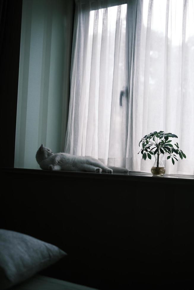 White kitten lying on windowsill photo