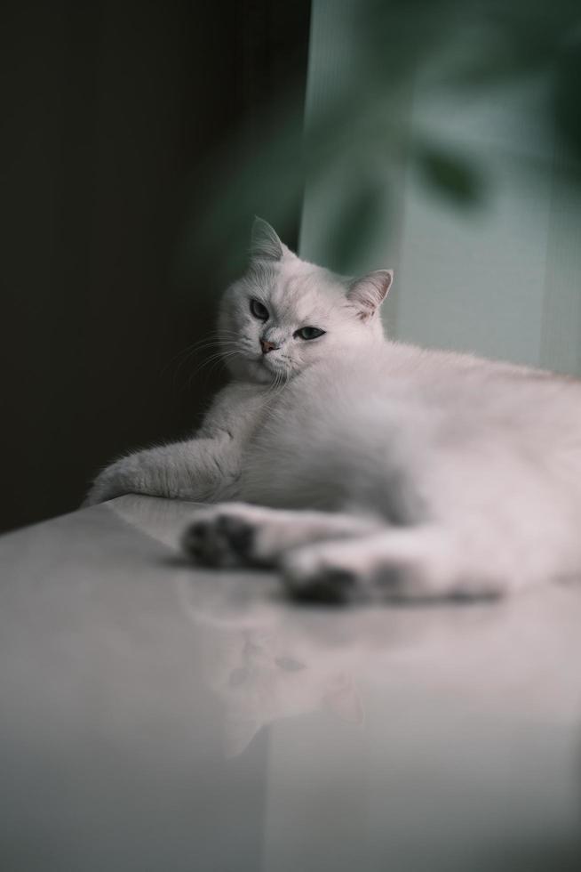 White kitten lying on windowsill photo