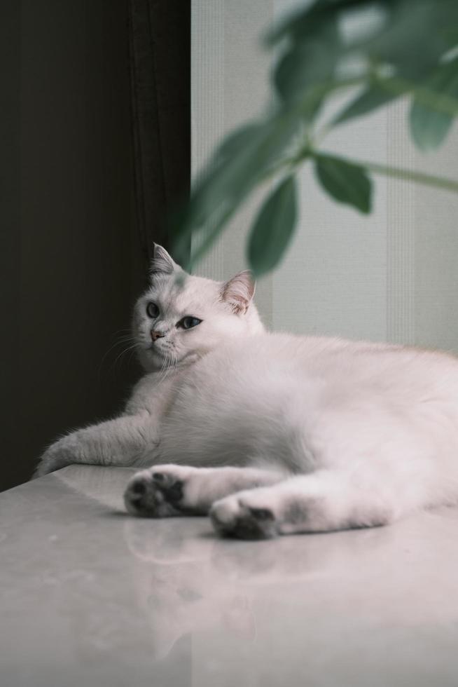 White cat lying leisurely indoors photo