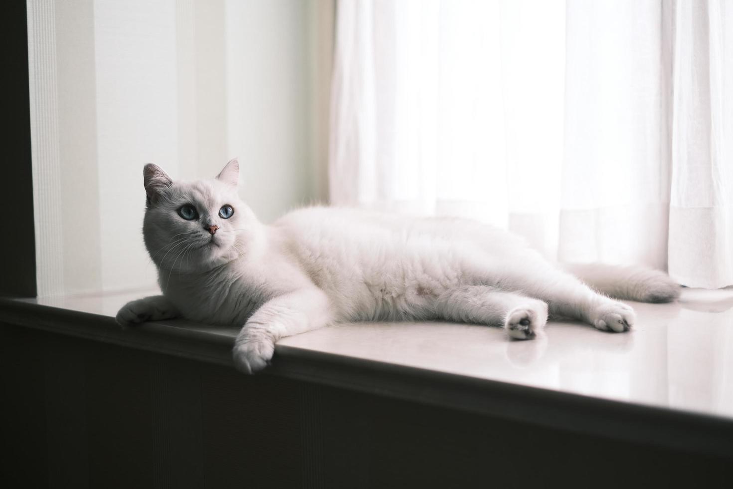 Portrait of white silver point cat lying photo