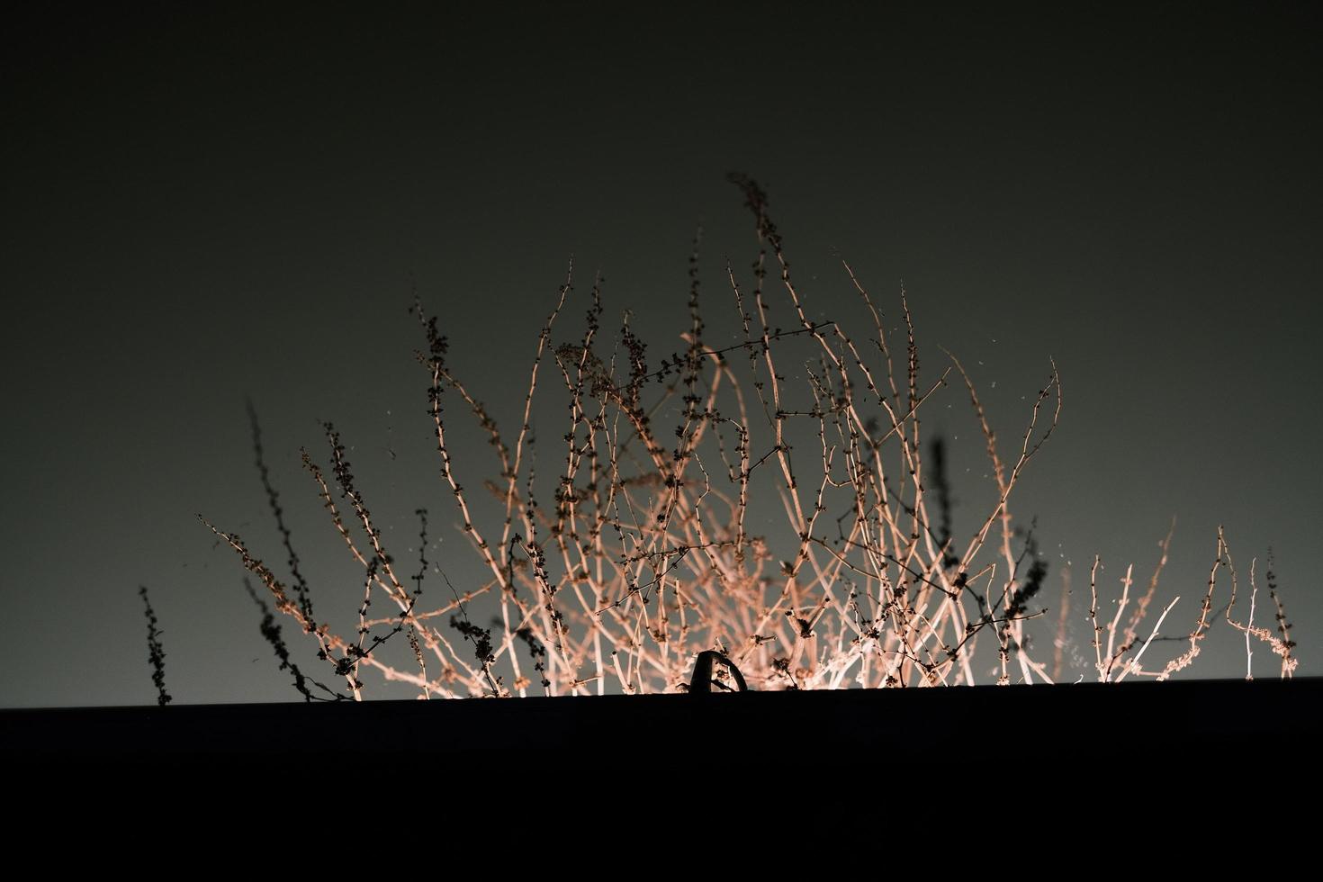 Red shrub rhizome in night light photo