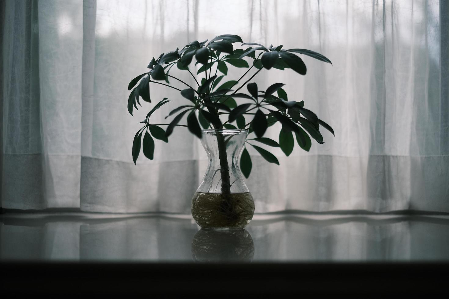 enano paraguas árbol en antepecho foto