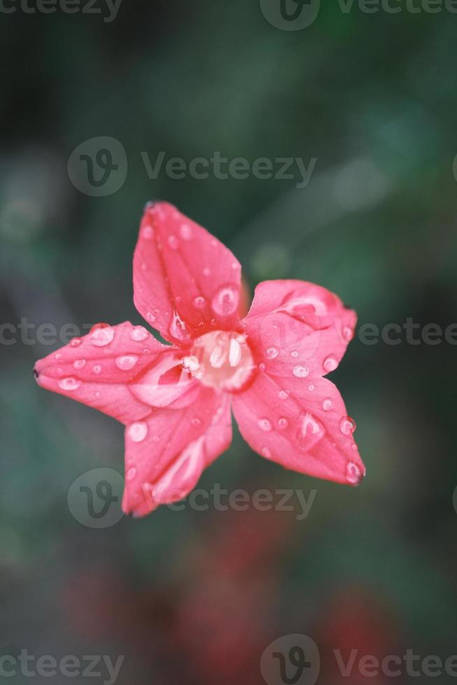 Red Cypress Vine flower in the garden photo