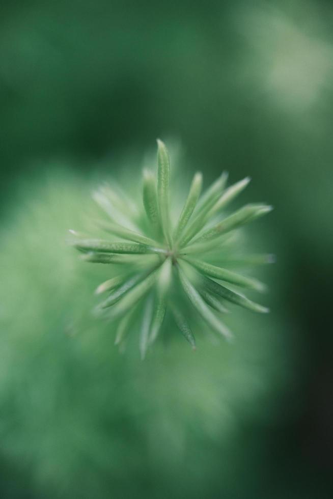 Macro photo of the top of the green plant