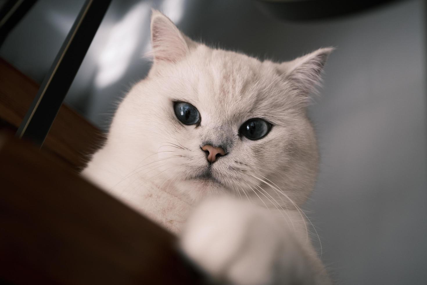 retrato de un blanco gato en el escalera foto
