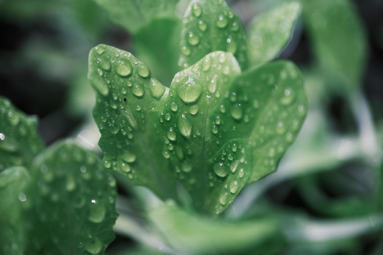 transparent drop of water on a green leaf macro photo