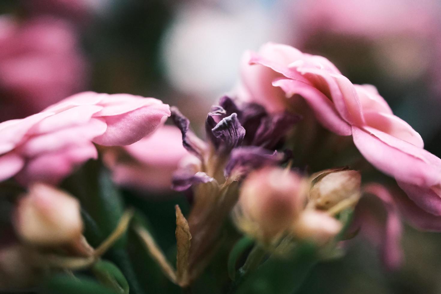 Blight pink rich azalea macro photo