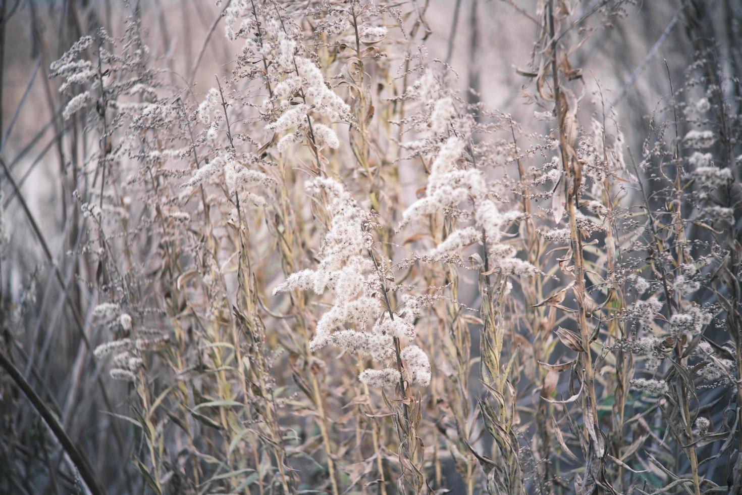 A withered Canadian goldenrod swaying in the wind photo