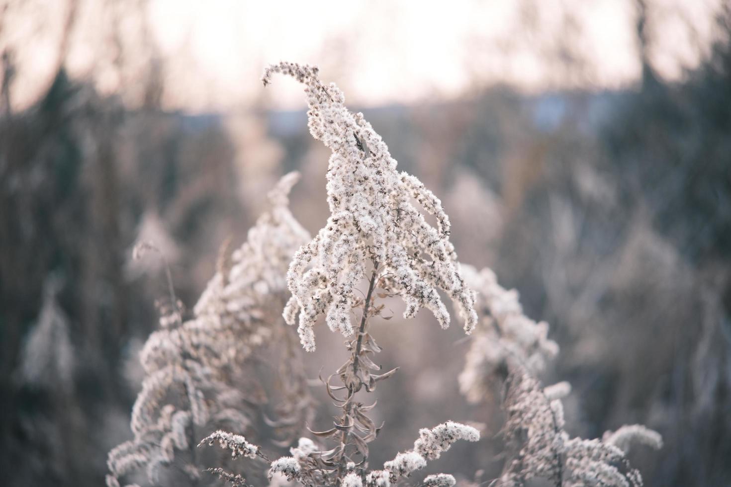 A withered Canadian goldenrod swaying in the wind photo