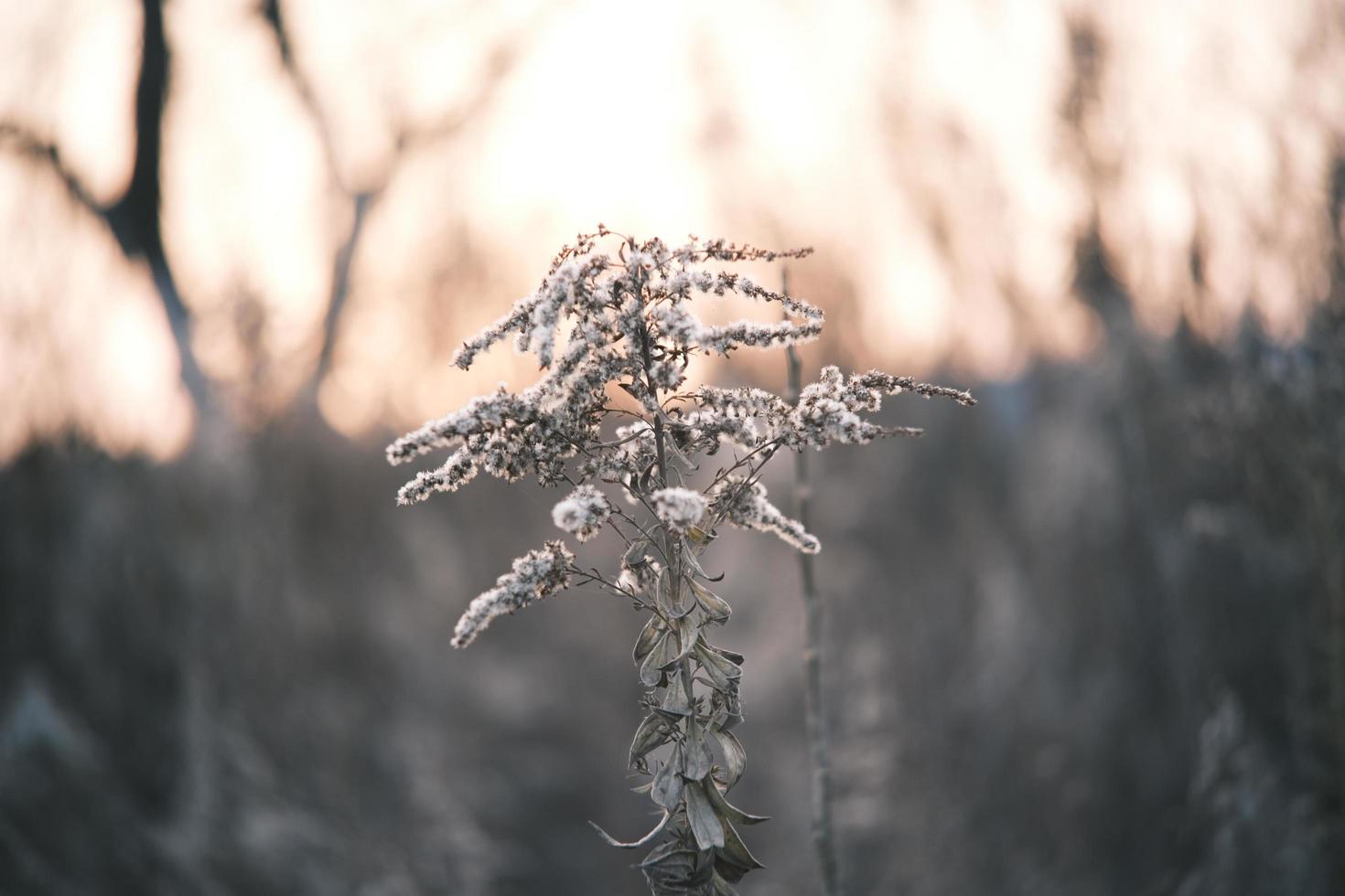 A withered Canadian goldenrod swaying in the wind photo