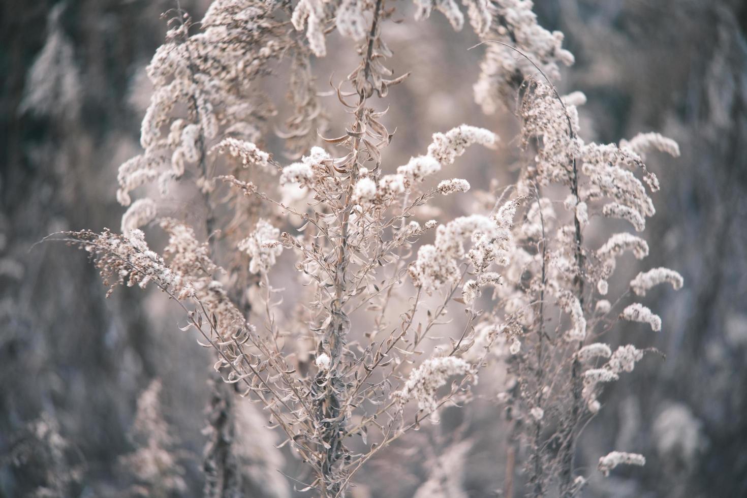 A withered Canadian goldenrod swaying in the wind photo
