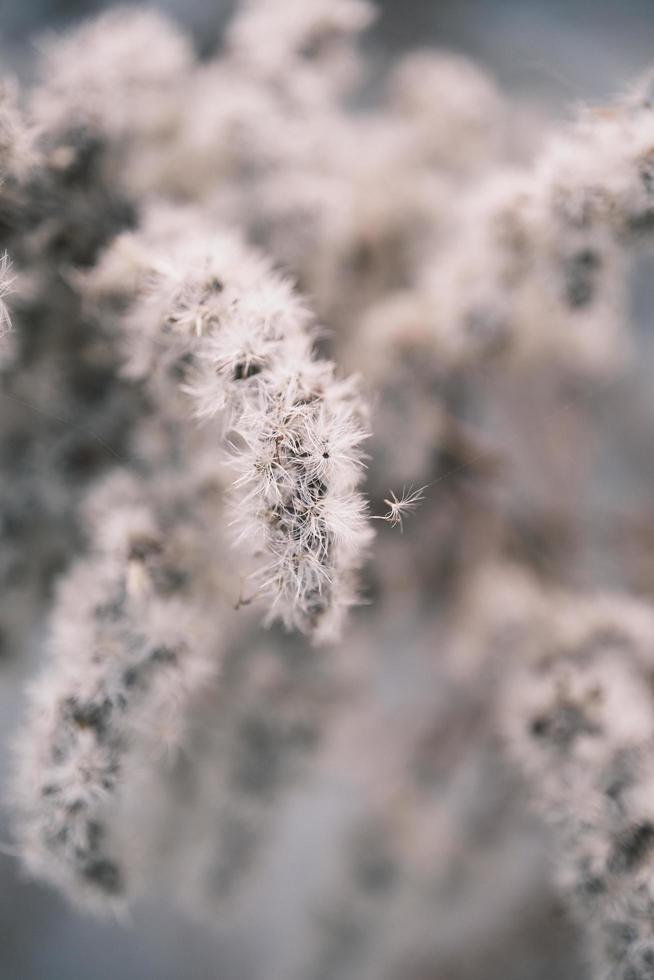 A withered Canadian goldenrod swaying in the wind photo