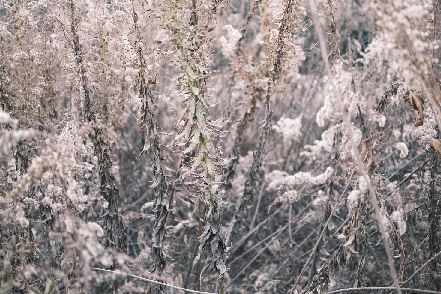 A withered Canadian goldenrod swaying in the wind photo