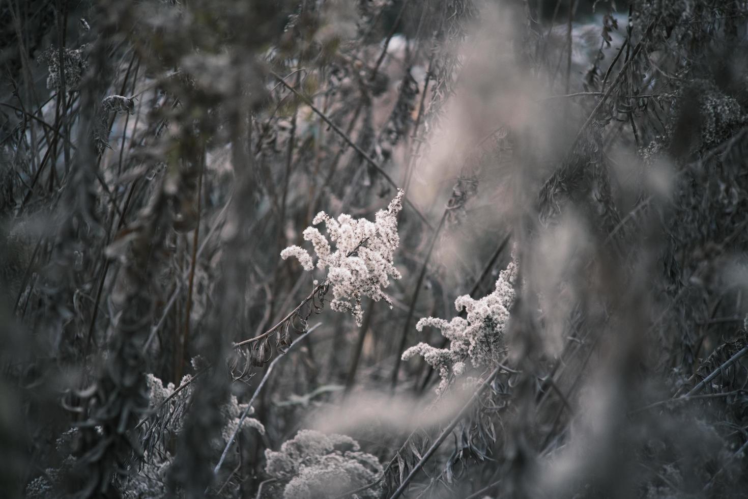 A withered Canadian goldenrod swaying in the wind photo