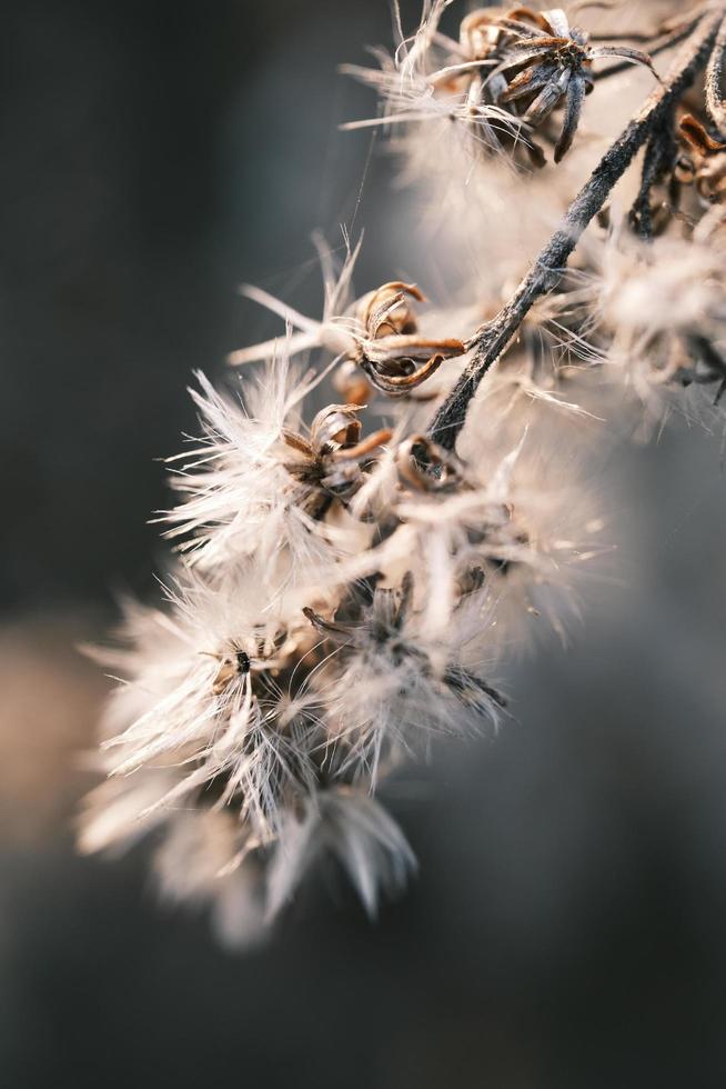 A withered Canadian goldenrod swaying in the wind photo