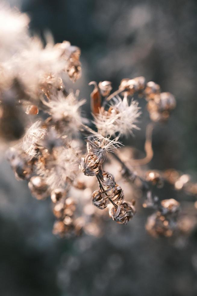A withered Canadian goldenrod swaying in the wind photo