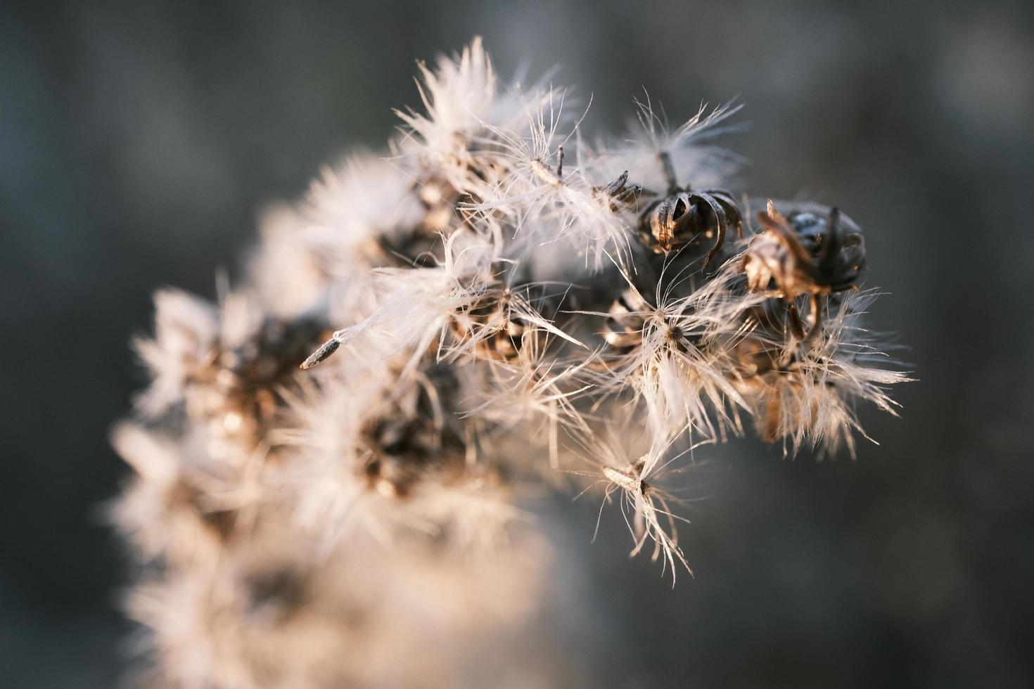 A withered Canadian goldenrod swaying in the wind photo