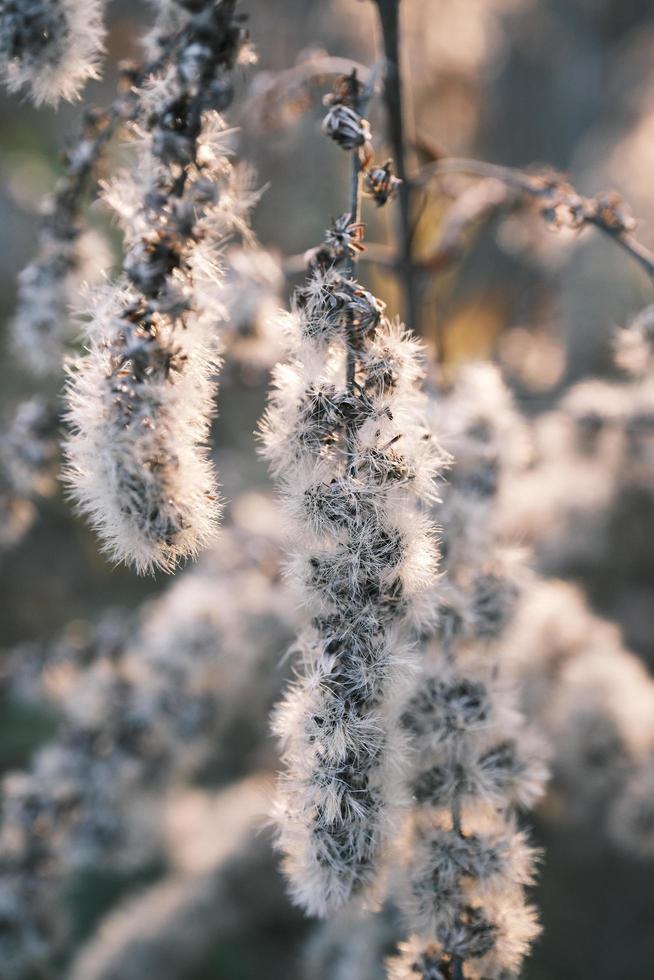 A withered Canadian goldenrod swaying in the wind photo