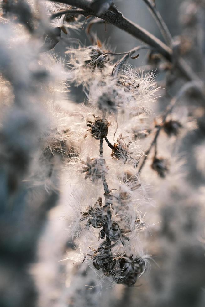 A withered Canadian goldenrod swaying in the wind photo