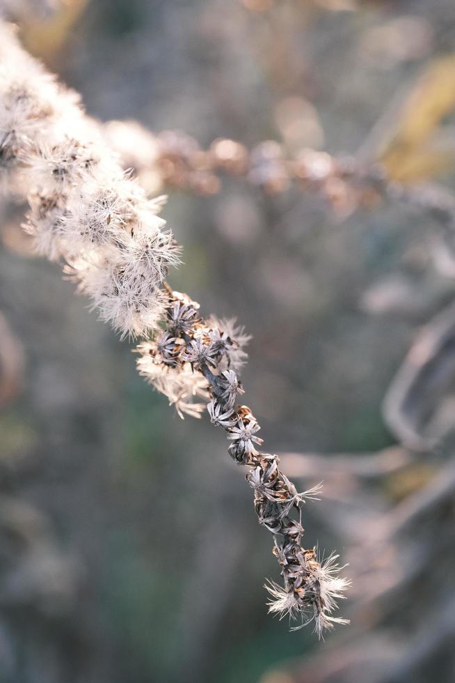 A withered Canadian goldenrod swaying in the wind photo